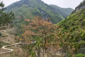 《老人说，与桐子》图片
