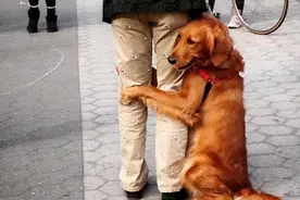 一个合格的狗主人与狗奴的区别，请比对一下，你是哪一种人图片
