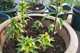 人养花，花亦养人！8种能“吃”的花，漂亮又美味，建议养一盆图片