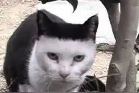 这些猫咪一出生就赢在起跑线上 | 超强的存在感，“丑”出高级脸图片
