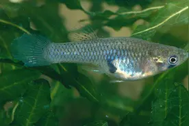 超级吃货"食蚊鱼"，一天能吃掉2000只蚊子，你一定见过它图片