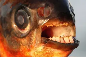 美国发现“素食食人鱼”，长着“人牙”，体重达80斤，入侵物种图片