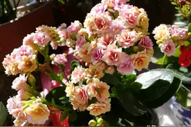 长寿花、蟹爪兰都喜欢的“神仙水”，一周喂一勺，花开满枝头图片