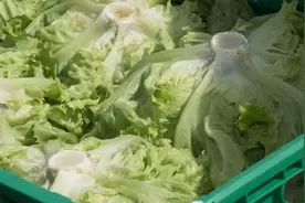 盘点中国十大蔬菜基地 从工业化到“菜篮子”的500公里图片