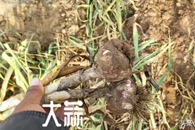 种植大蒜，如何施肥？掌握施肥技巧，蒜个大，产量高图片
