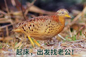 鸟类中的奇葩，一妻多夫的三趾鹑演化非常成功，人类为何不行？图片