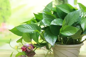 这几种植物最爱“喝酒”，平时多用酒浇灌叶子长得又大又肥图片
