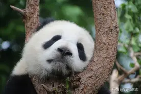 黑眼圈到底是什么？为什么熬个夜就加重？| 趣问万物图片