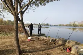 为什么都在“批判”海竿钓法？说它“贪”，其实它真的很“冤”图片