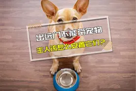 狗狗猫咪在断水断粮的情况下，可以生存多久呢？视频封面