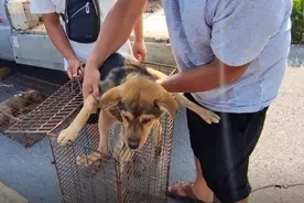 河南：主人不想喂，狗狗180进狗肉笼，为了活命，狗狗死死趴笼口图片