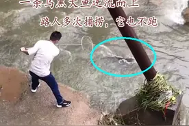 带着使命的鱼？广州河道一大鱼逆流而上，路人多次去捞，它竟不跑图片