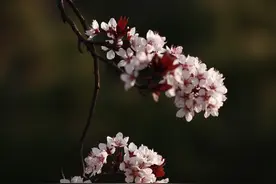 寻找最美春天 | 日照：一树繁花，满城春色图片