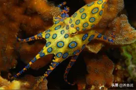 鱼类交流的奇妙之处，用化学物质去沟通交流，观赏鱼世界很神奇图片