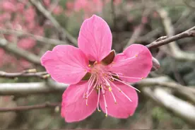 桃花朵朵开，正是美丽观赏时，记录美丽桃花图片