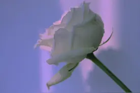 白色的玫瑰花图片