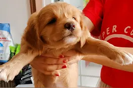 你知道养一条小奶狗要注意什么吗？图片