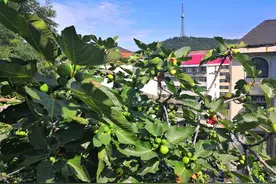 威海无花果：100年前英国人带来的“礼物”，甜度高到不敢多吃图片