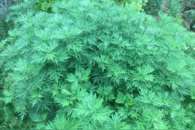 外出踏青，看到2种野草，可以带回家，作用大，煲汤对女性有好处图片