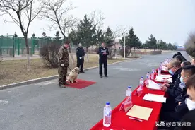 失能警犬如何退役？这事儿有严格程序！省警犬训练基地淘汰20只图片