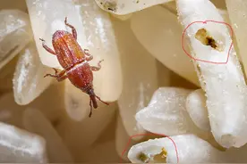 米饭里的虫卵能凭空出现？几乎每碗饭中都有虫卵，高温无法消灭图片