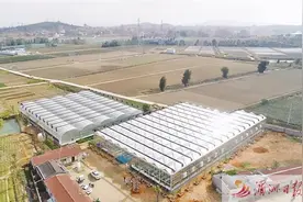 在外莆商杨国荣牵头回乡投资现代农业项目 助推乡村振兴和产业转型升级图片