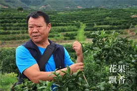 探秘褚橙的成功之道：有一种精神我们学得会图片