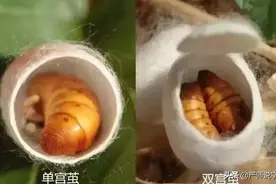 格物致知是什么意思？图片