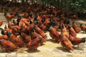 养殖发展新模式-种养结合？究竟哪种养殖模式更适合自己，必收藏图片