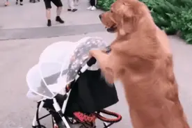 女主人抱着婴儿回家，结果柴犬“懵”了，商店买来的吗？图片