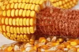 玉米品种红轴产量高？白轴产量高？咱们分析看看图片