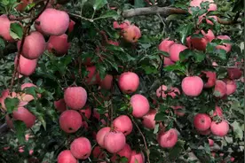 中国水果第一大省，水果种植面积1700多万亩，相当于两个上海图片