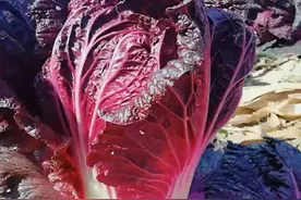 六旬老大爷种的白菜，可不是普通大白菜，知道的人并不多图片