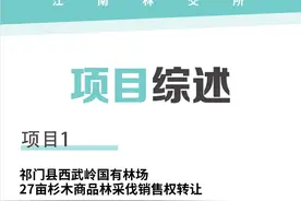 祁门县27亩杉木商品林采伐销售权对外转让图片