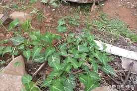 此为何首乌，常生于房前屋后，请辨认草本，切莫忽视。图片