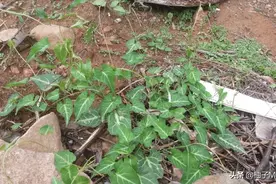 此为何首乌，常生于房前屋后，请辨认草本，切莫忽视。图片