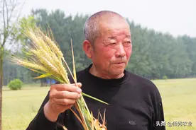 农民发现种子公司“秘密”，高价小麦种子无技术含量，不如自留种图片