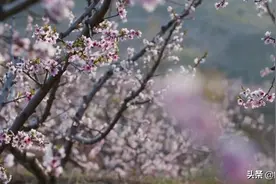 春风一度芳菲尽 杨屯桃花始盛开图片