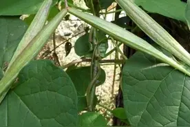 牛皮消是怎样的植物？图片