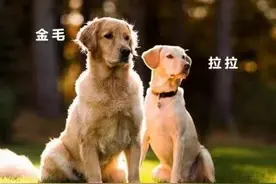 金毛犬VS拉布拉多犬，只能二选一，你觉得哪种更好饲养？图片