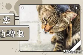 蜱虫活跃季！养猫家庭真的不用预防吗？图片