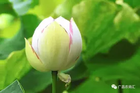 荷花盆栽怎么养？做好4个细节，花朵硕大真好看图片