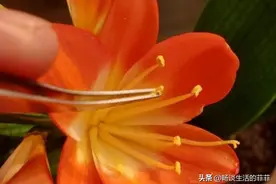 君子兰自花授粉好么？图片