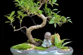 盆景榕树如何正确养殖图片