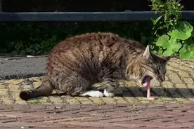 猫咪“呕吐”有七种情况，不只是吐毛球，也有可能生病的可能性！图片