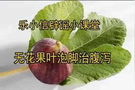 【乐小信辟谣小课堂】无花果叶泡脚真的治腹泻吗？图片