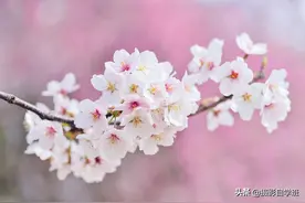 春天拍樱花，你准备好了吗？用20张照片讲9大樱花摄影技巧图片
