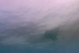 海中不断生长的冰柱，所到之处冻死一切生物图片