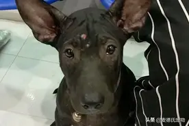 一只幼犬的轰动事件：凭本事走丢后，又凭本事回家了图片