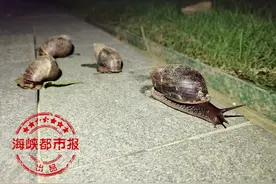 非洲大蜗牛 盛夏刷爆朋友圈图片